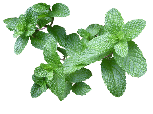 Dentifricio Con Aloe Vera E Propoli Lenitivo E Sbiancante Naturale